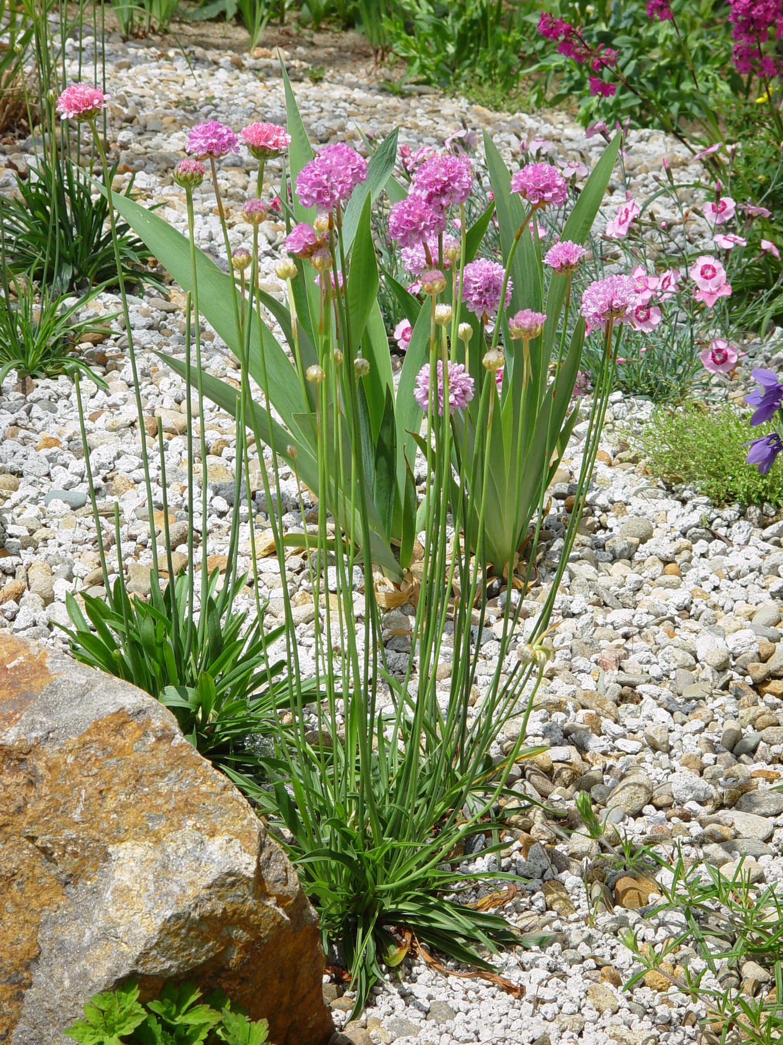 Armeria pseudarmeria 'Mardi Grass'